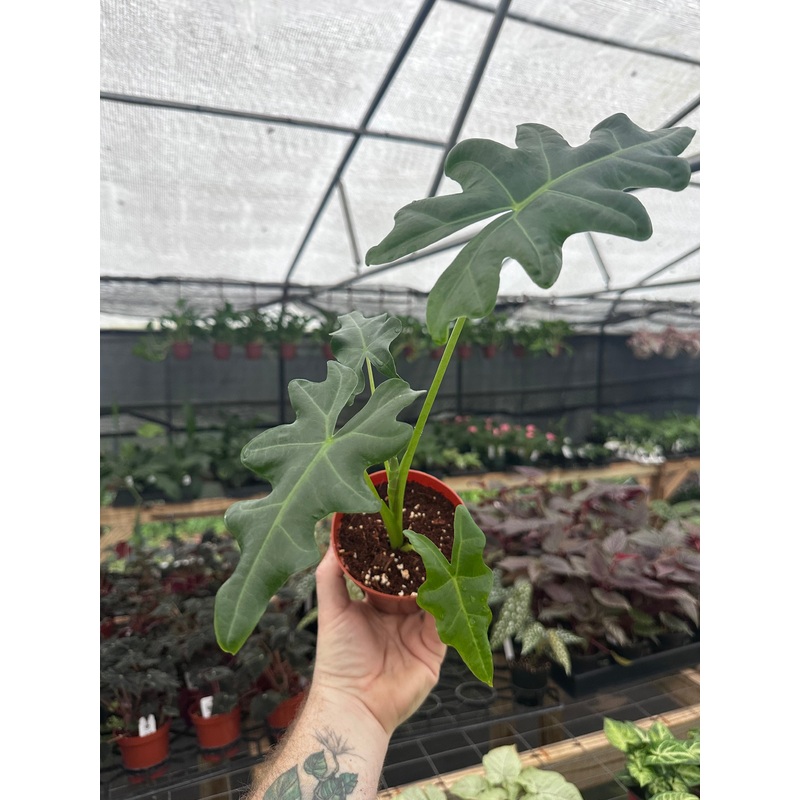 4 Alocasia portei