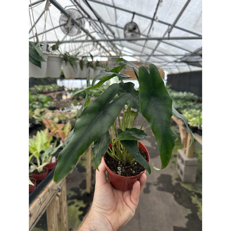 4 Alocasia princeps
