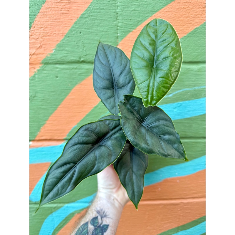 4 Alocasia puncakborneensis