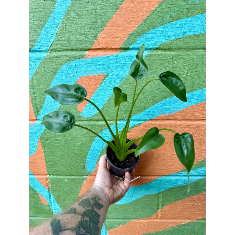 4 Alocasia Tiny Dancer