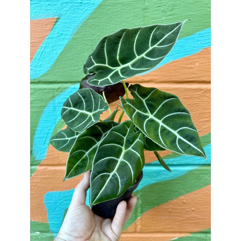 4 Alocasia watsoniana