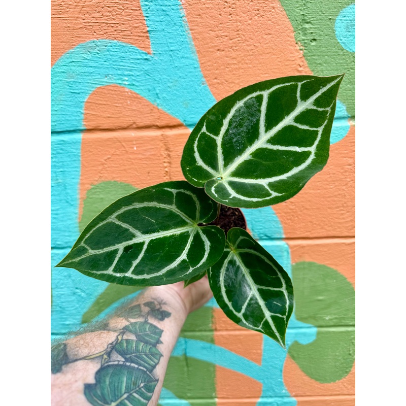4 Anthurium crystallinum