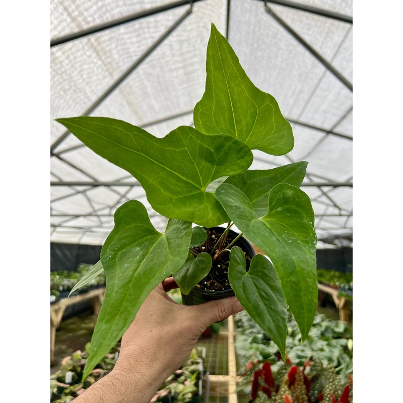 4 Anthurium podophyllum