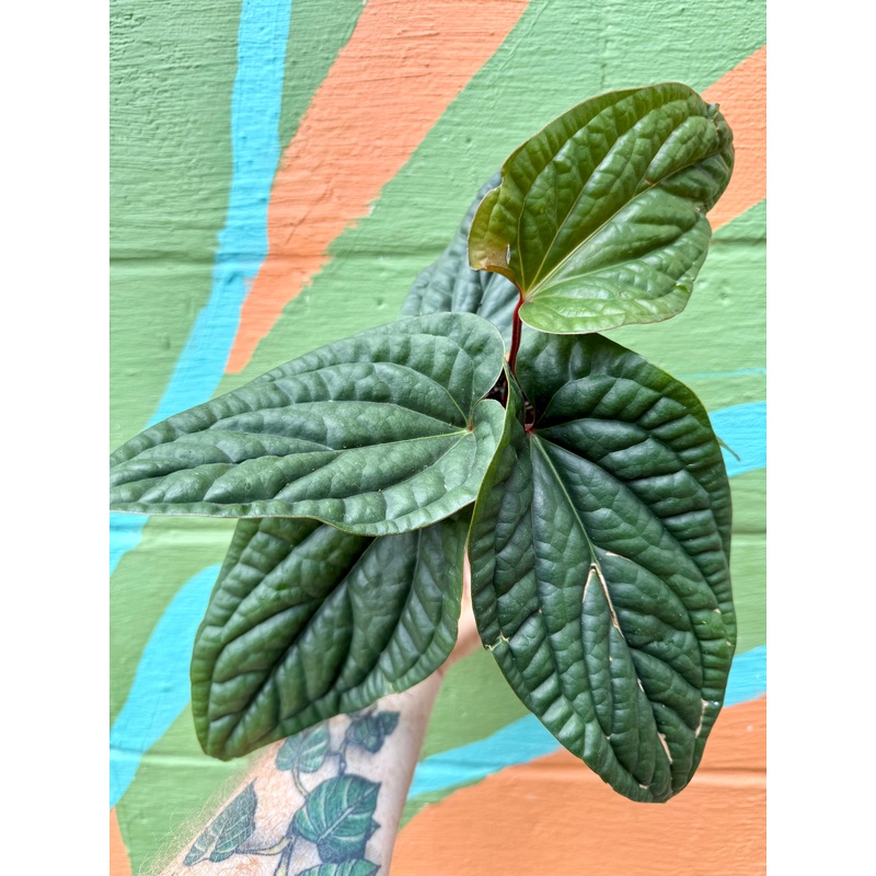 4 Anthurium radicans x luxurians