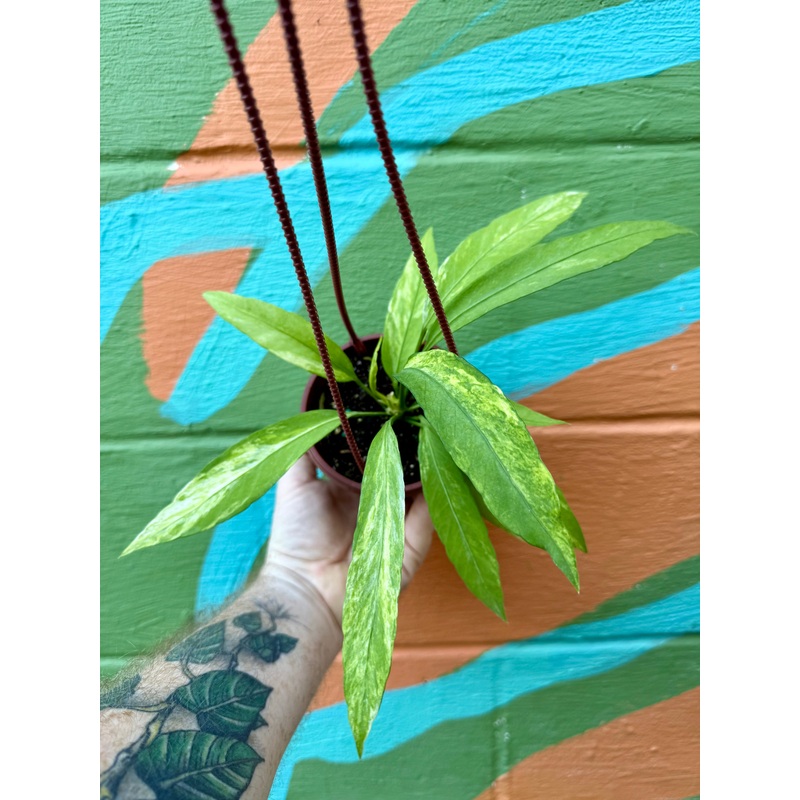 4 Anthurium vittarifolium variegated hanging basket
