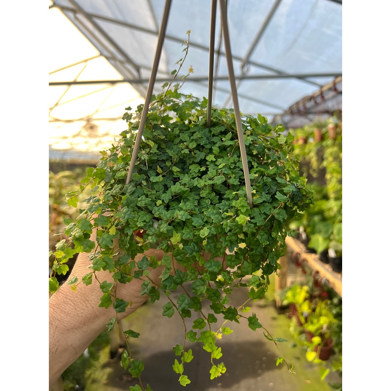 4 Ficus ‘String of Frogs’ hanging basket