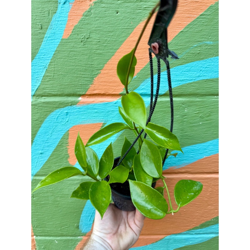 4 Hoya benitotanii hanging basket