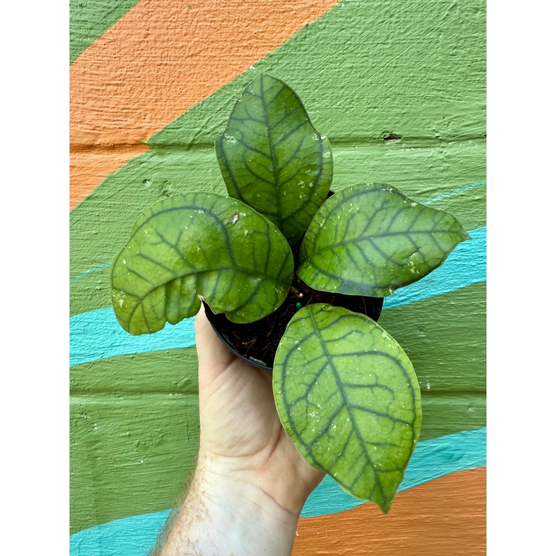 4 Hoya callistophylla ‘Vena