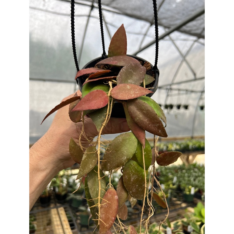4 Hoya caudata hanging basket