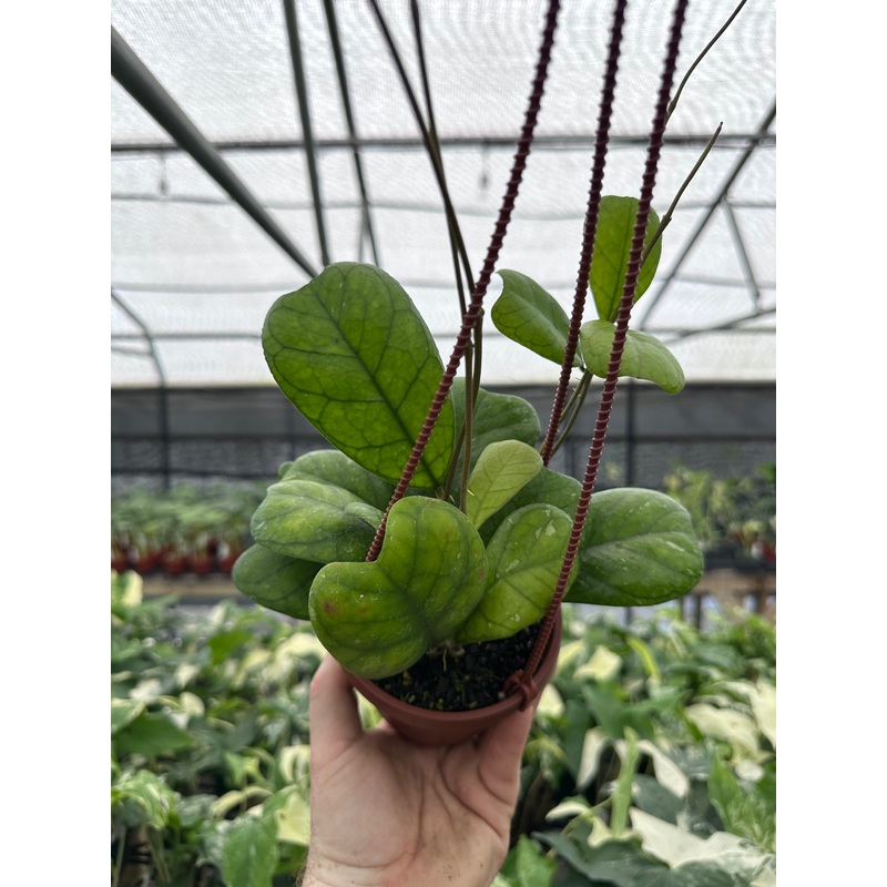 4 Hoya deykeae hanging basket