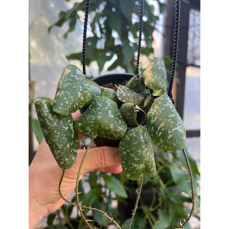 4 Hoya imbricata