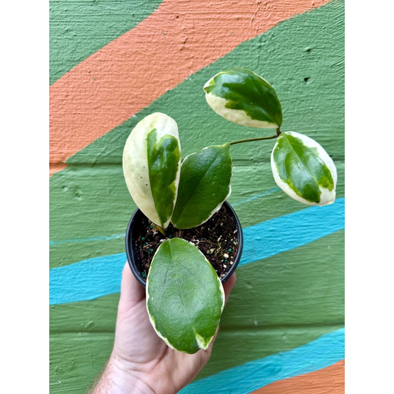 4 Hoya incrassata variegated
