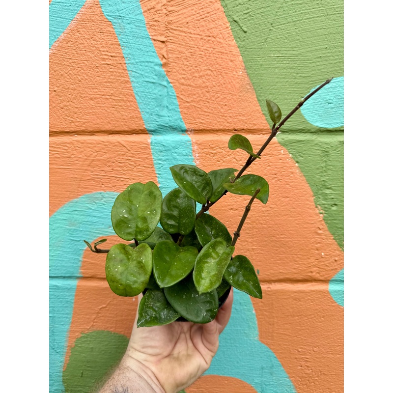 4 Hoya ‘Krinkle’