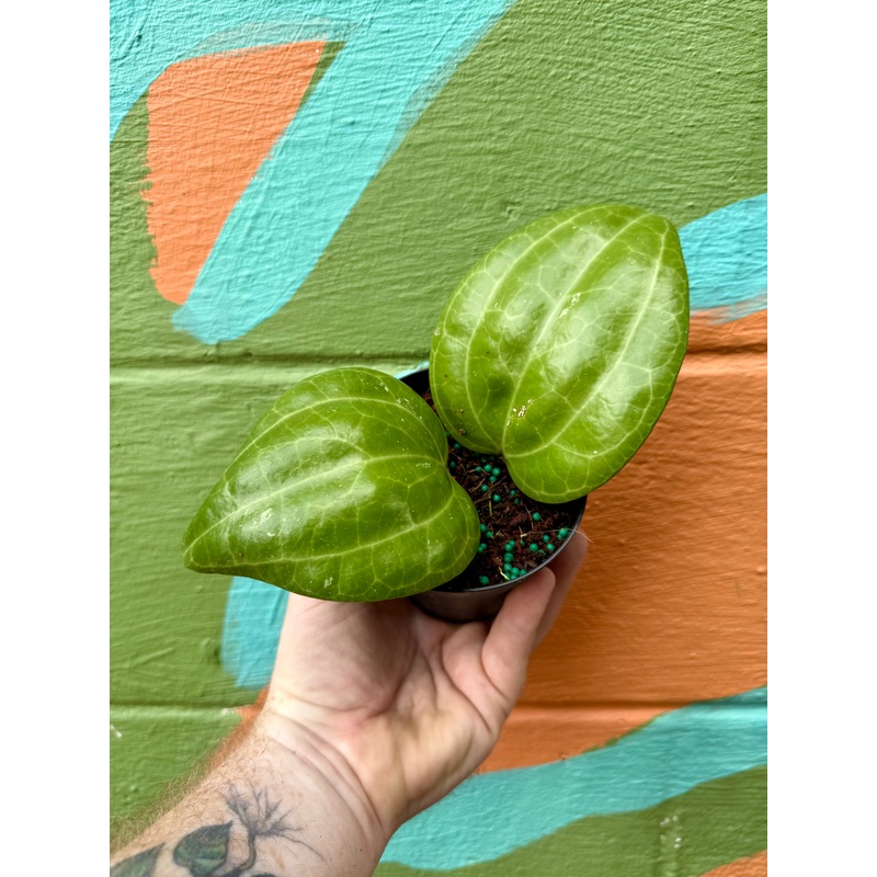 4 Hoya latifolia ‘Sarawak’