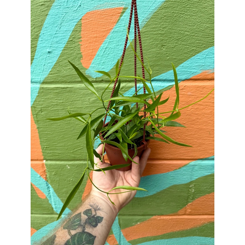4 Hoya longifolia hanging basket