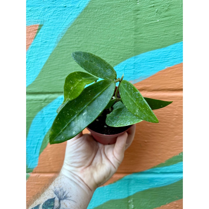 4 Hoya pallida