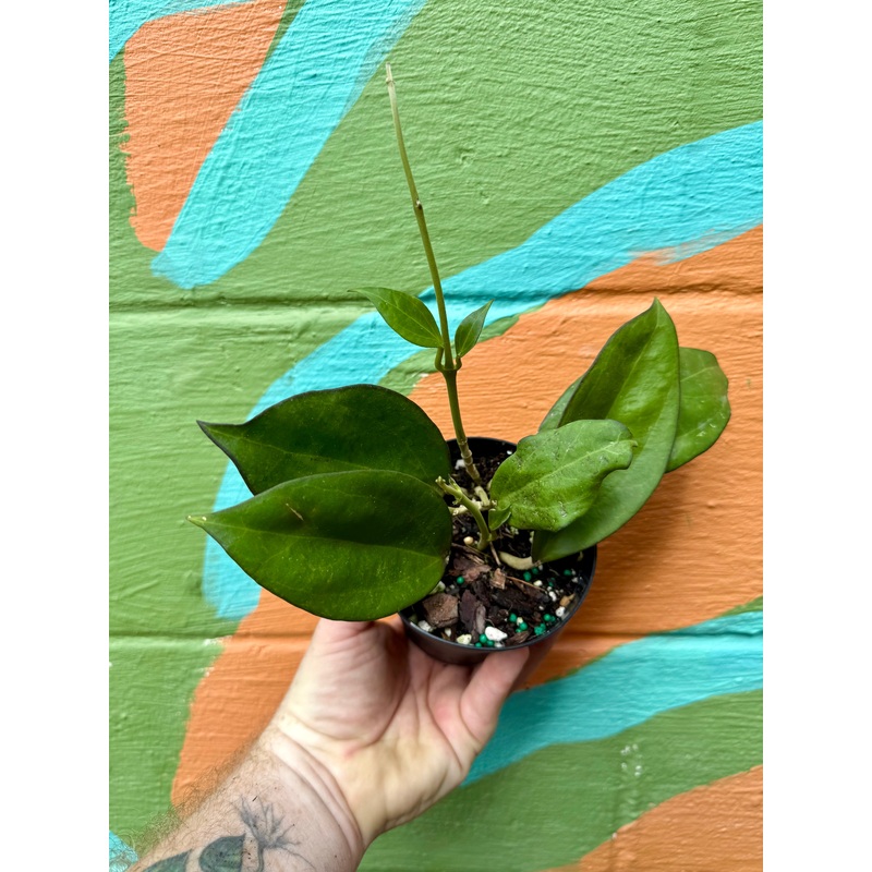 4 Hoya patcharawalai (H. icensis)