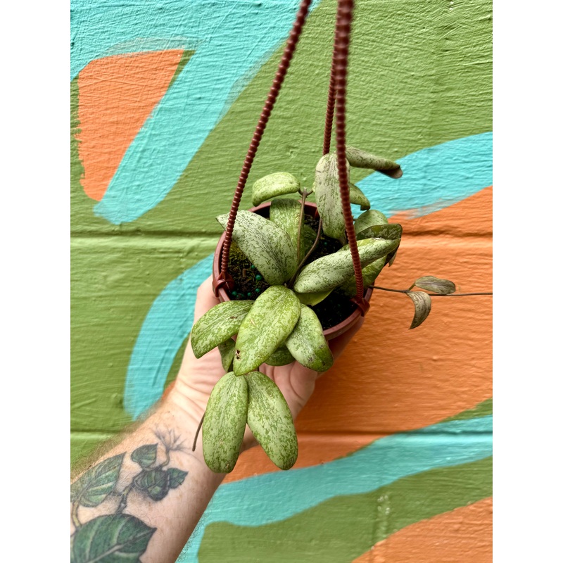 4 Hoya sigillatis sp. Borneo (round form) hanging basket