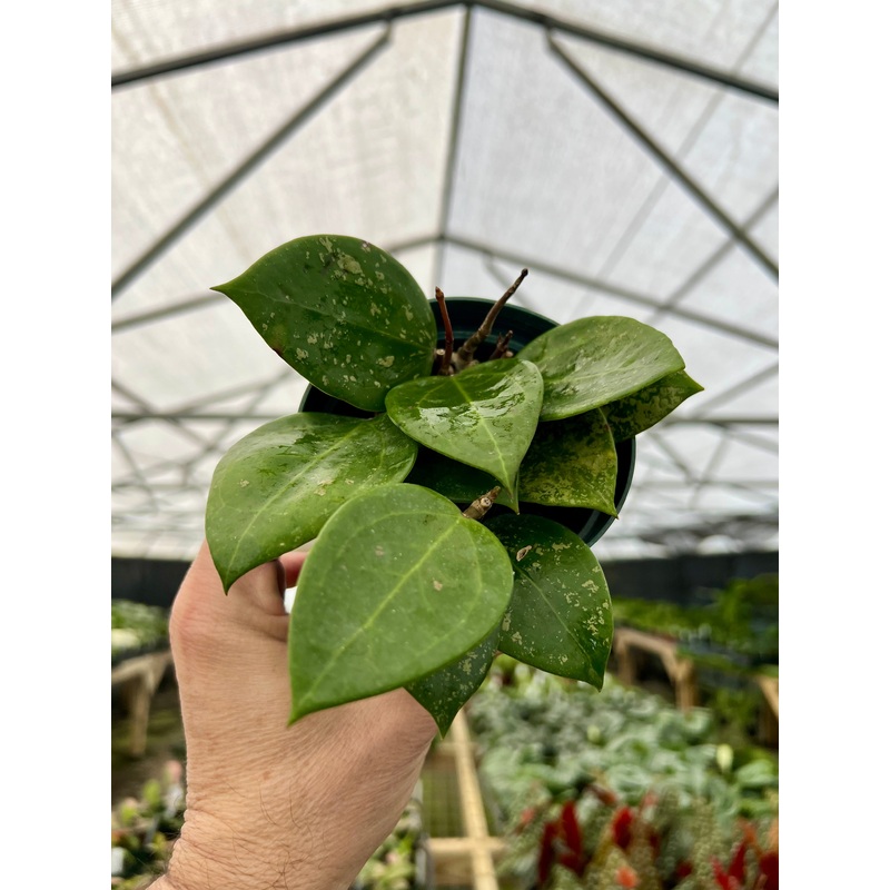 4 Hoya verticillata Splash