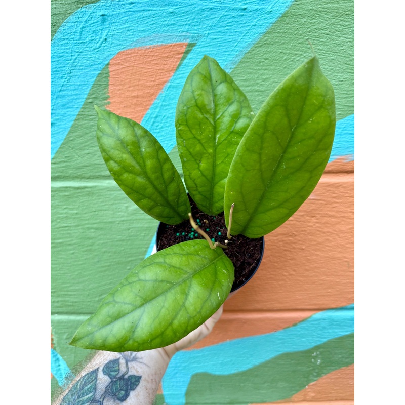 4 Hoya vitellinoides