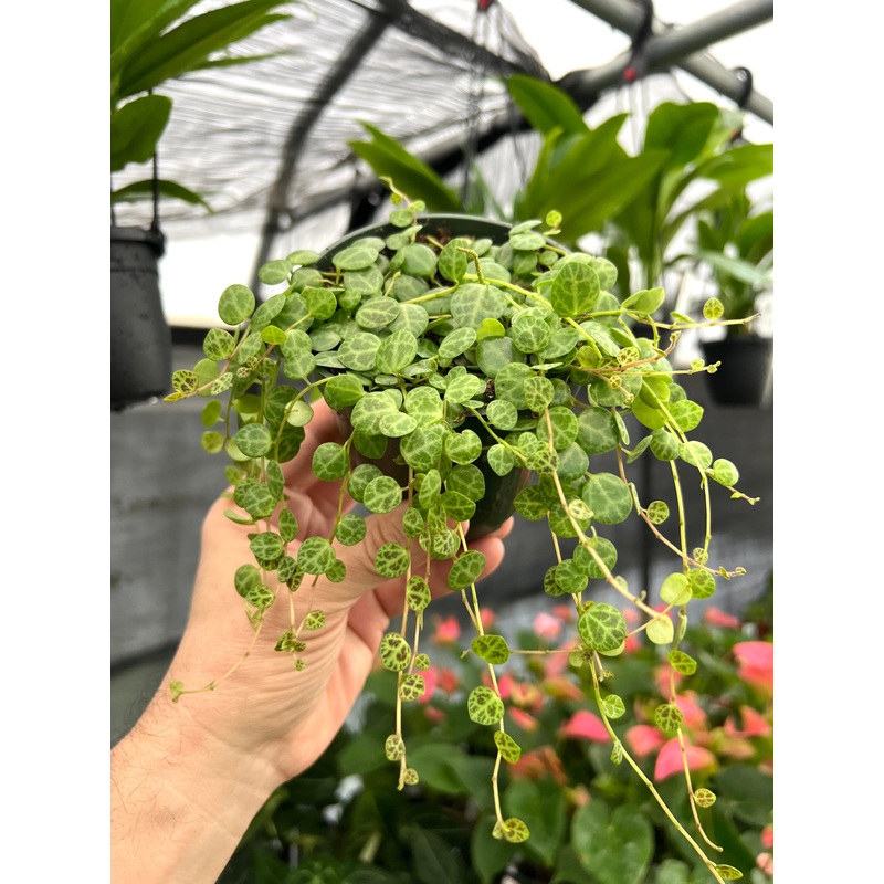 4 Peperomia ‘String of Turtles’