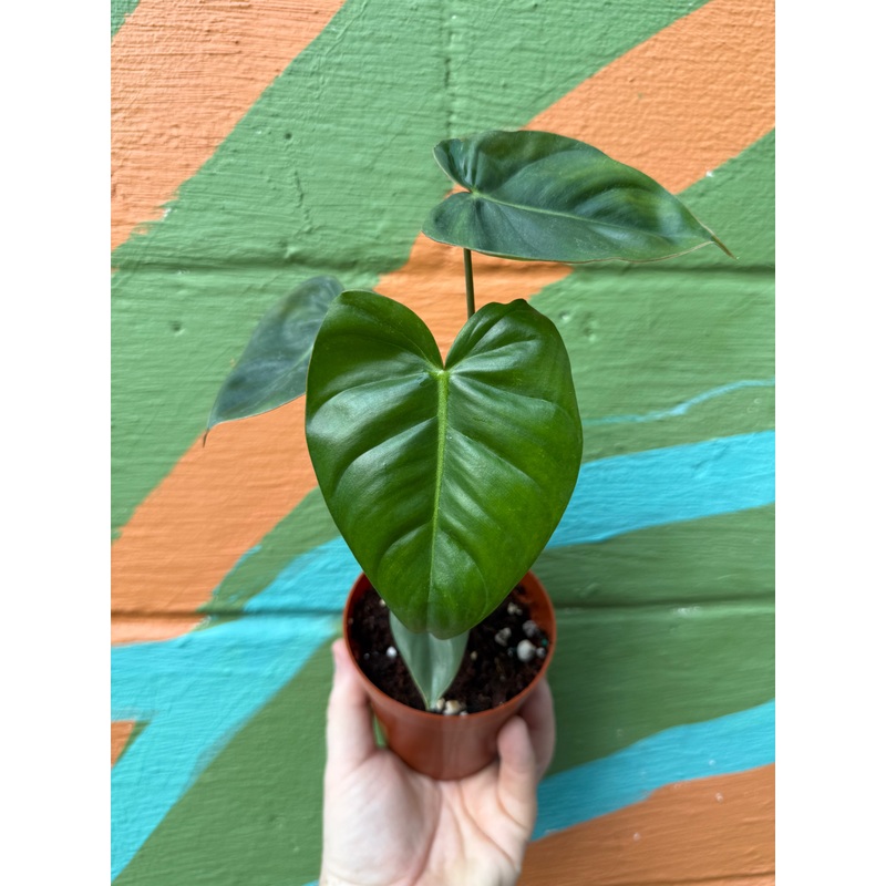 4 Philodendron billietiae x pastazanum