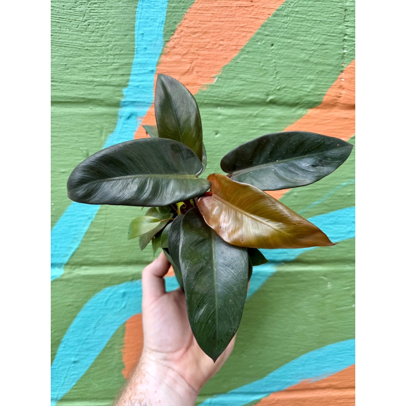 4 Philodendron Black Cardinal