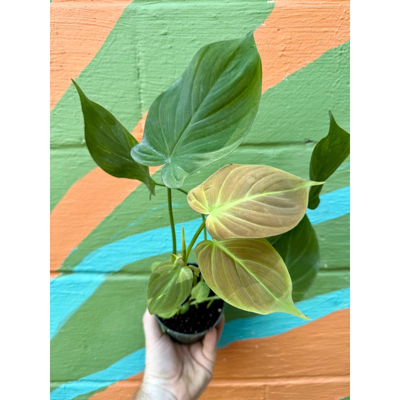4 Philodendron camposportoanum