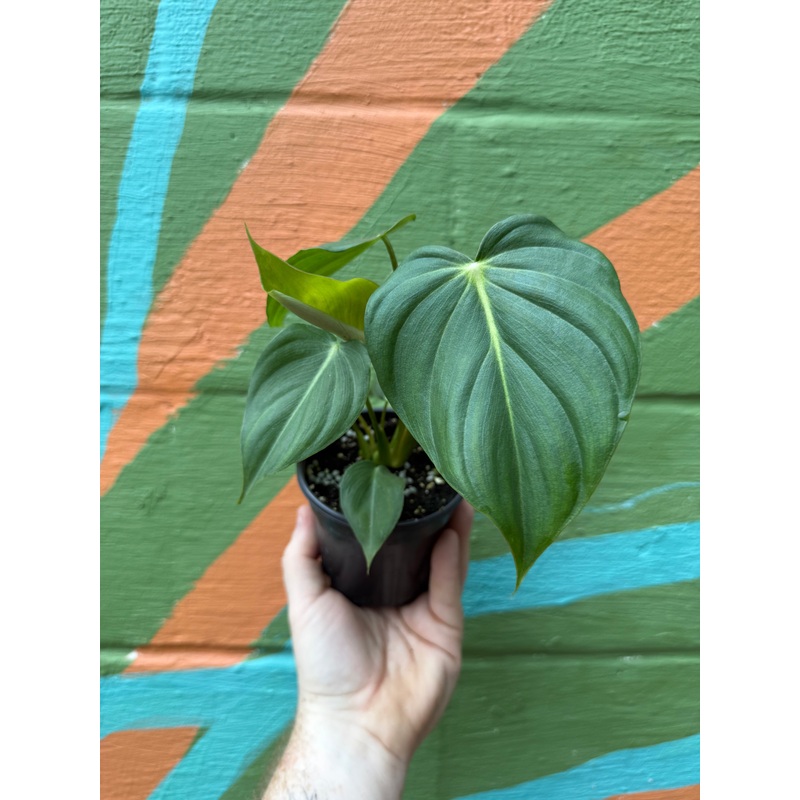 4 Philodendron Dean McDowell