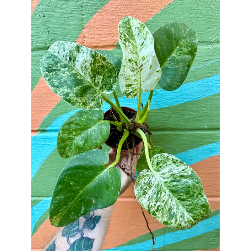 4 Philodendron giganteum variegated ‘Blizzard’