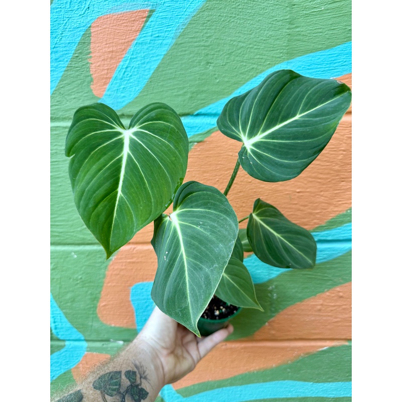 4 Philodendron gloriosum