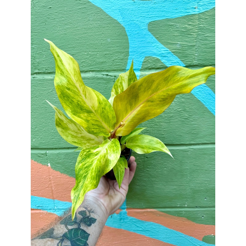 4 Philodendron Orange Marmalade