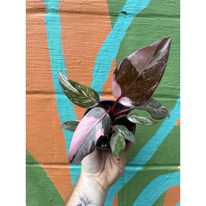 4 Philodendron ‘Pink Princess’ (Marble)