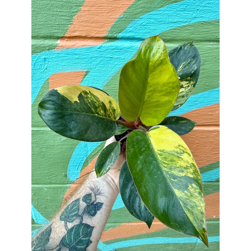 4 Philodendron ‘Red Congo’ variegated