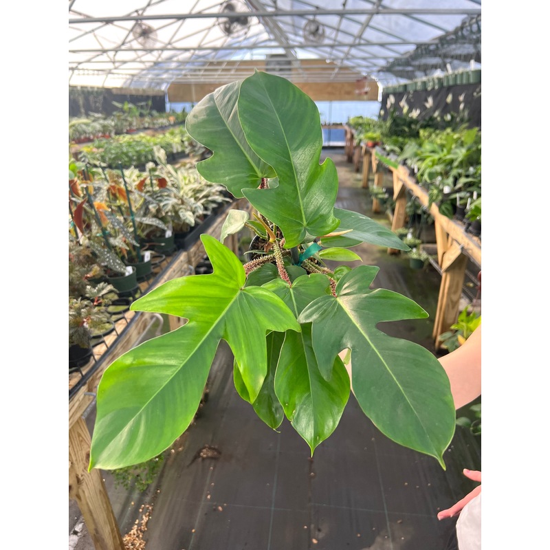 4 Philodendron squamiferum