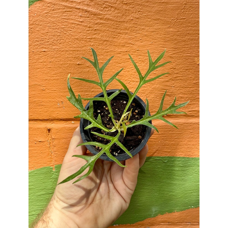 4 Philodendron tortum