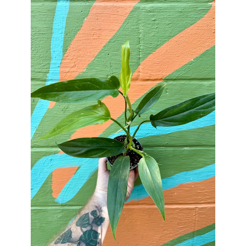 4 Philodendron tripartitum