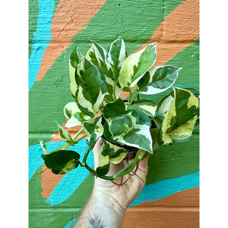 4 Pothos ‘Glacier’