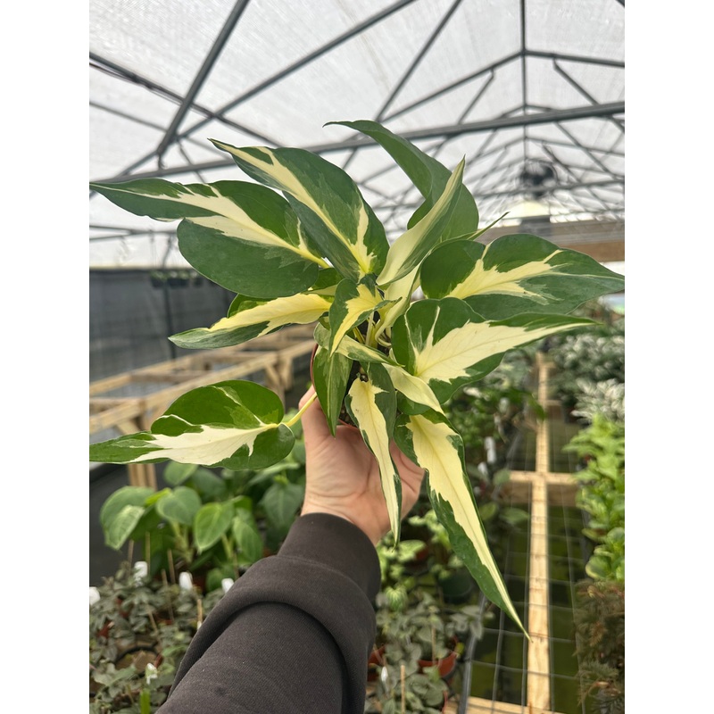 4 Pothos Manjula (‘Mutant’)