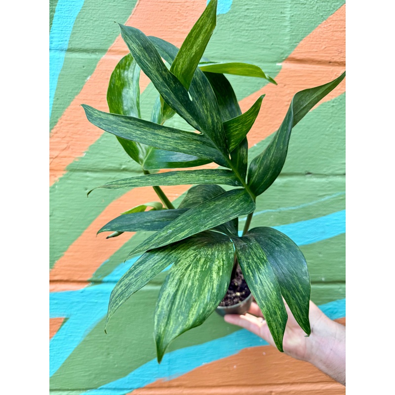 4 Rhaphidophora decursiva variegated