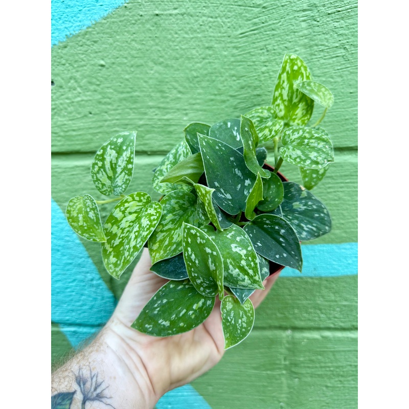 4 Scindapsus ‘Tricolor’