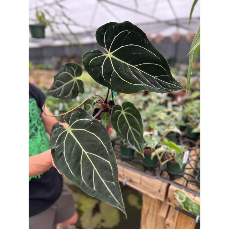 5 Anthurium Doc Block Hybrid – Black Widow x carlablackiae (43×80)