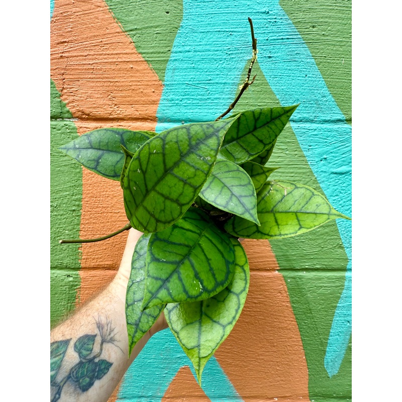 5 Hoya callistophylla ‘Black Cat’
