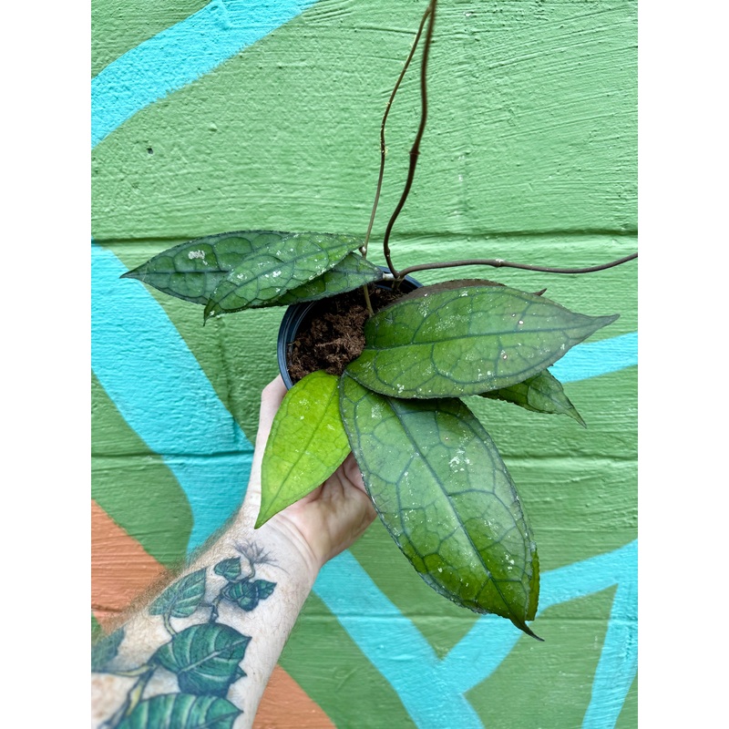 5 Hoya clemensiorum