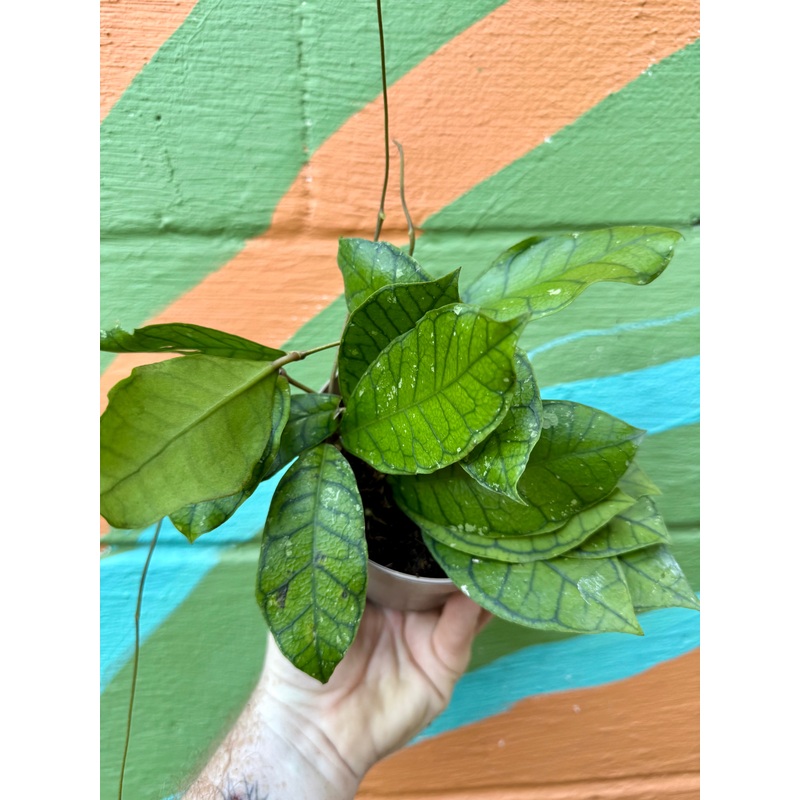 5 Hoya ranauensis