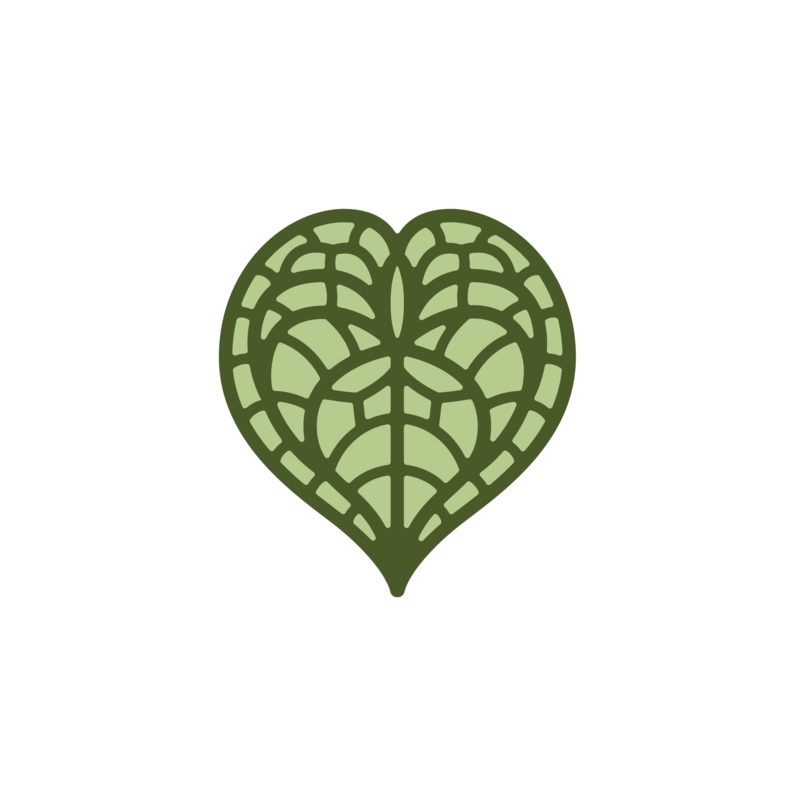 5 Philodendron Splendid