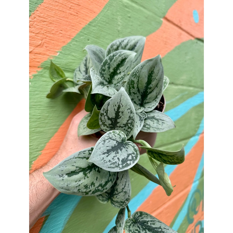 5 Scindapsus ‘Green Anaconda’