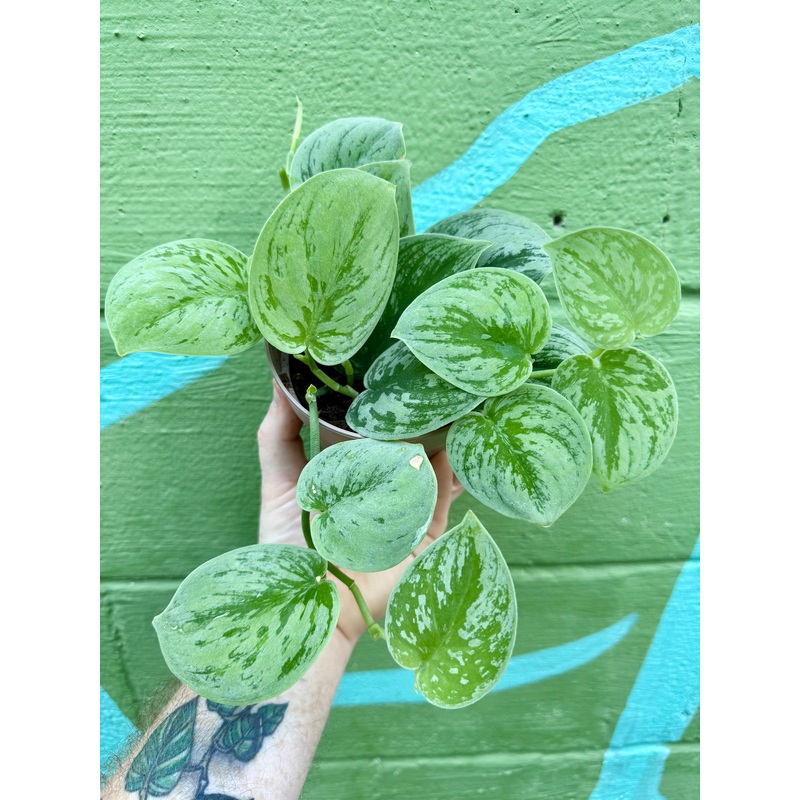 5 Scindapsus ‘Nangga Seni’