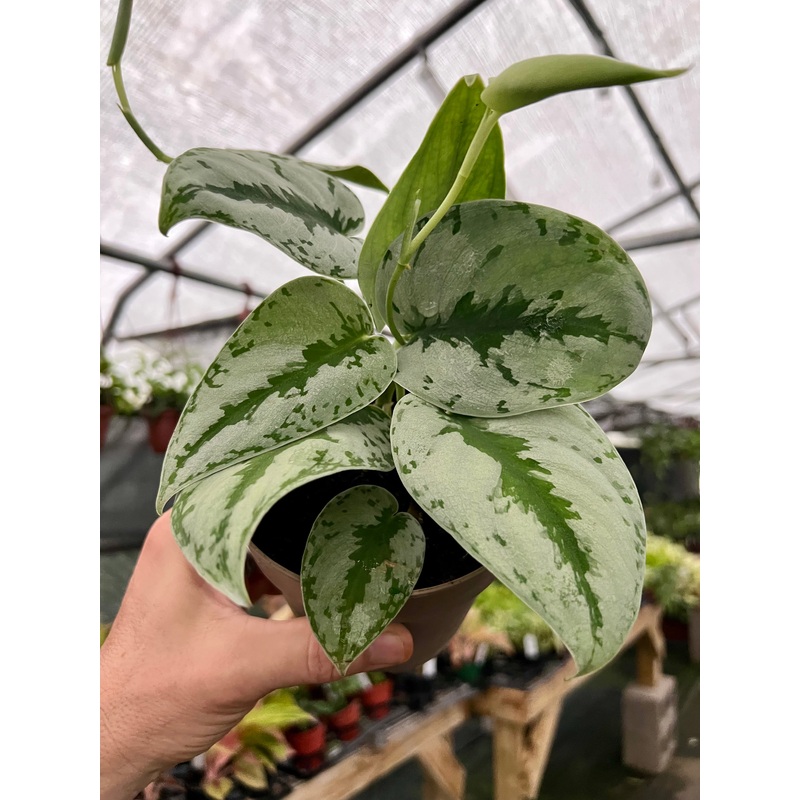 5 Scindapsus ‘Sparkling Borneo’