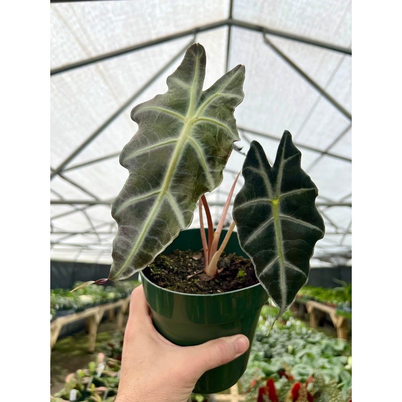 6 Alocasia Purpley